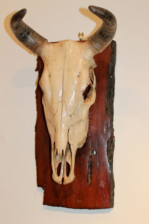 A mounted cow scull