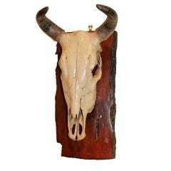 A Swedish Mounted Cow Scull 2