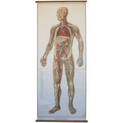 Vintage Lifesize German Anatomical Poster