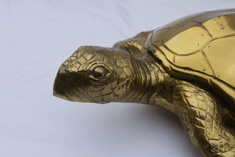 Large Glam Brass Turtle Box 1