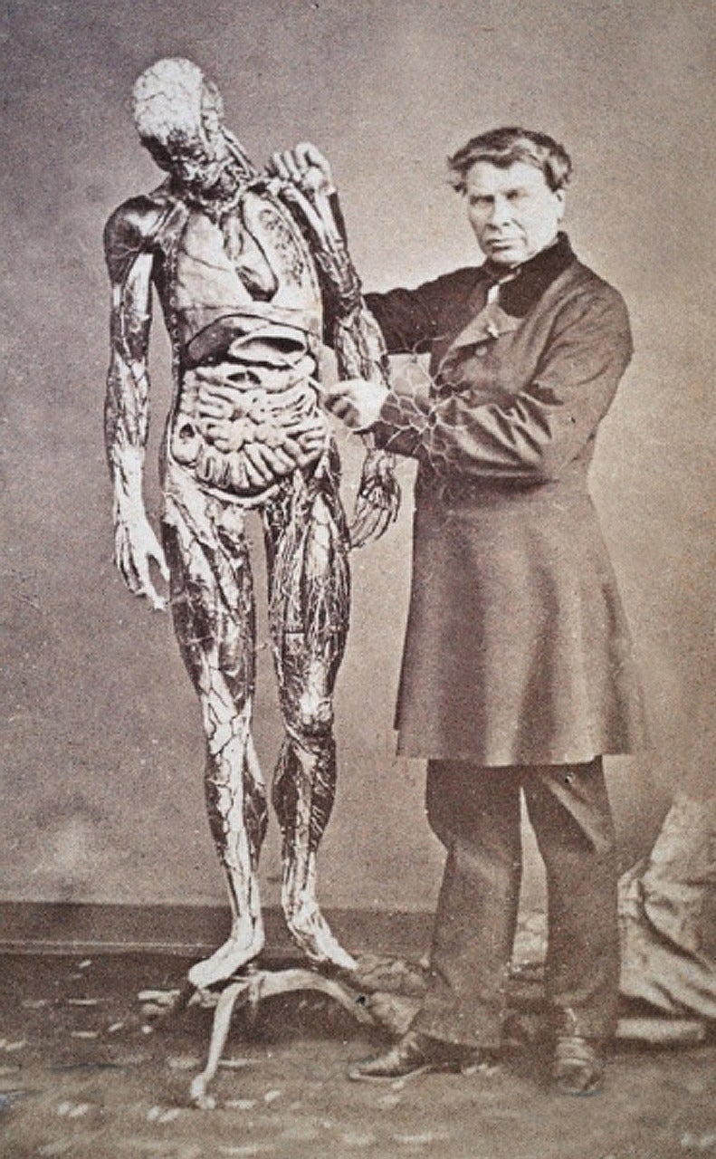 Rare 1882 Signed Dr. Auzoux Anatomical Model 3