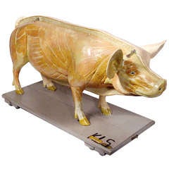 Vintage Life Size Anatomical Model of Pig - Gremany