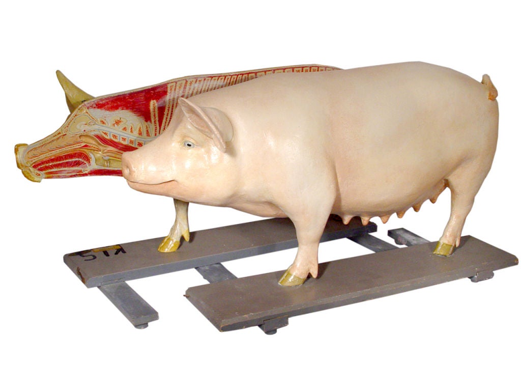 This rare German life size paper mache teaching model measures over 32
