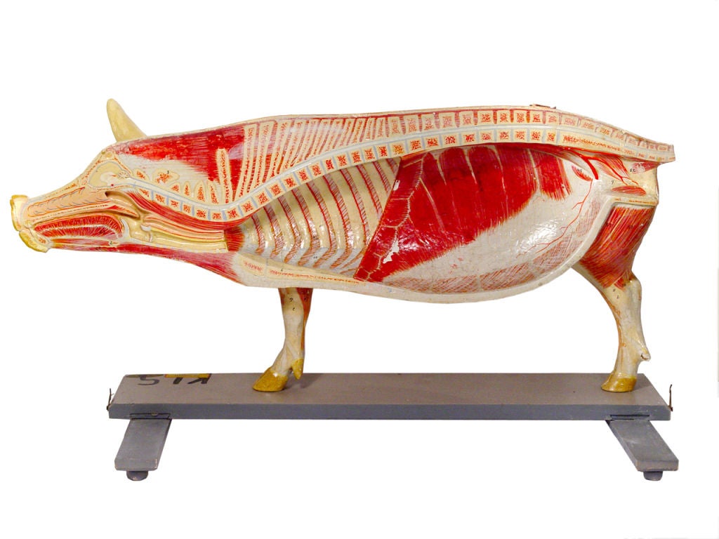 German Life Size Anatomical Model of Pig