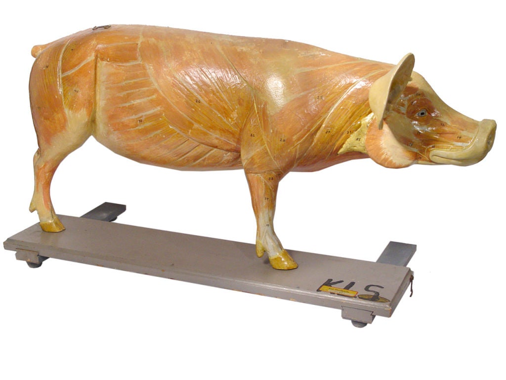 Life Size Anatomical Model of Pig In Excellent Condition In Peekskill, NY