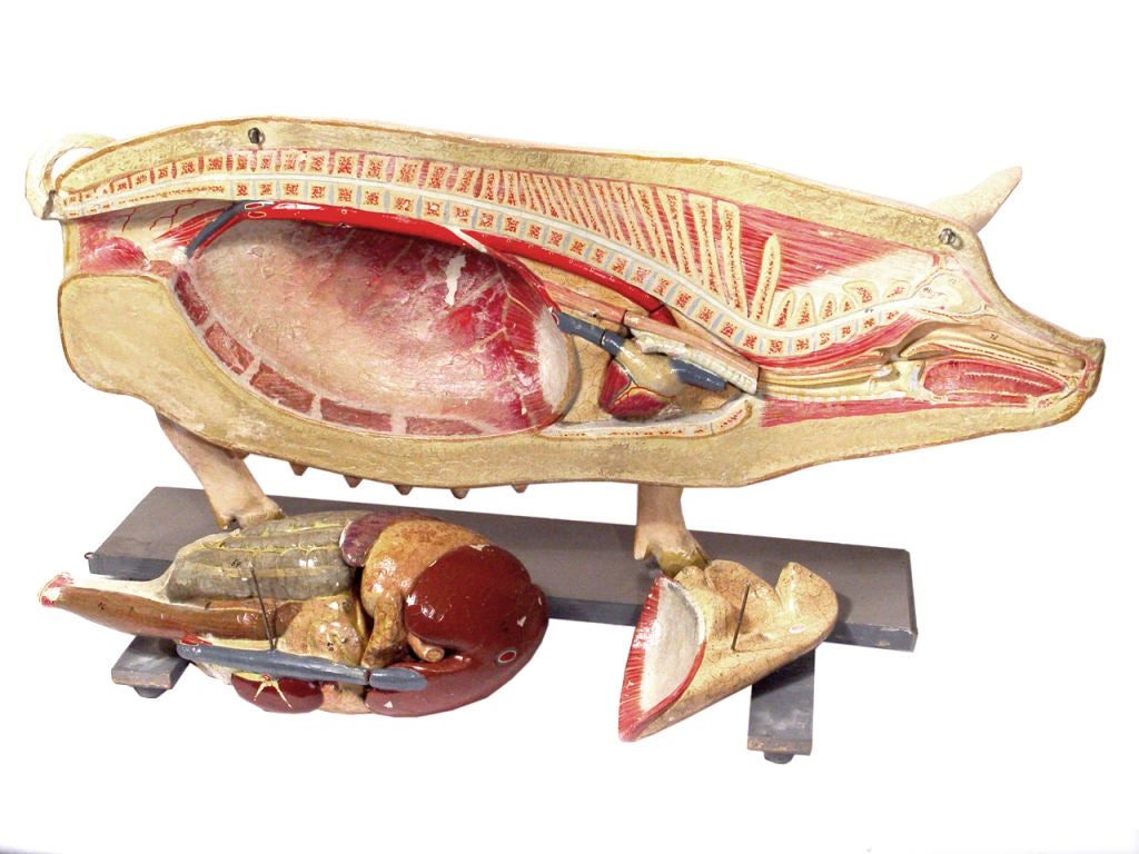 20th Century Life Size Anatomical Model of Pig