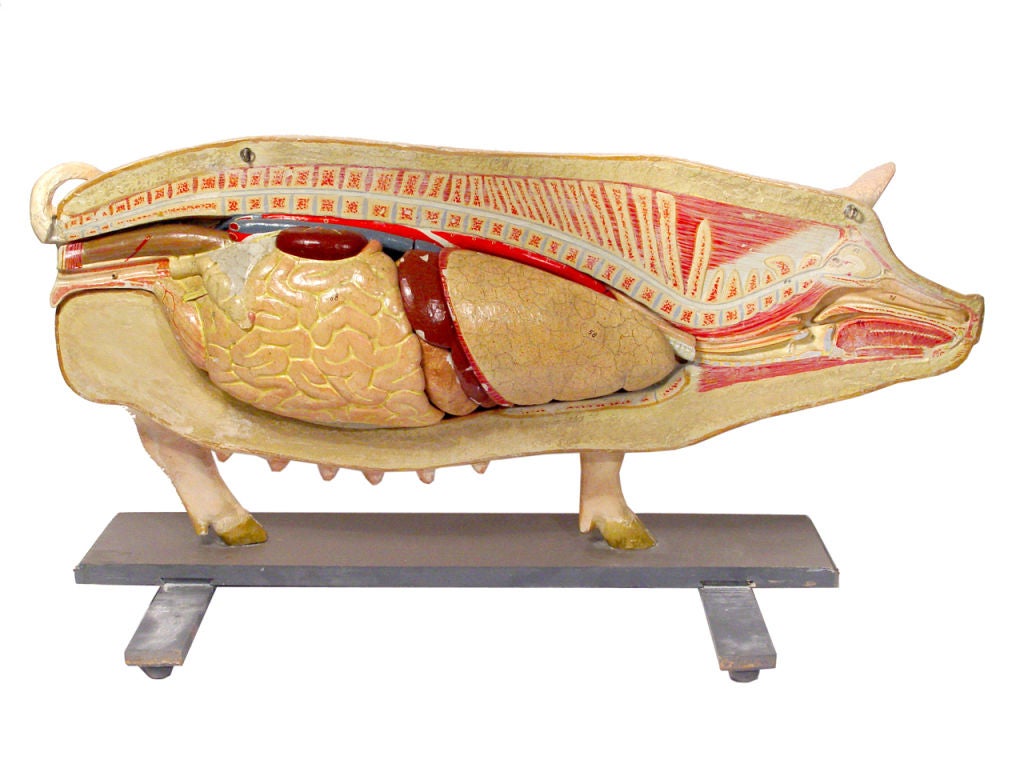 Plaster Life Size Anatomical Model of Pig