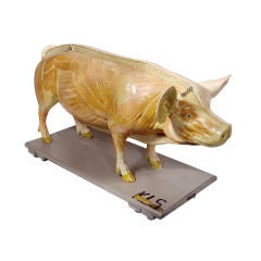Vintage Life Size Anatomical Model of Pig