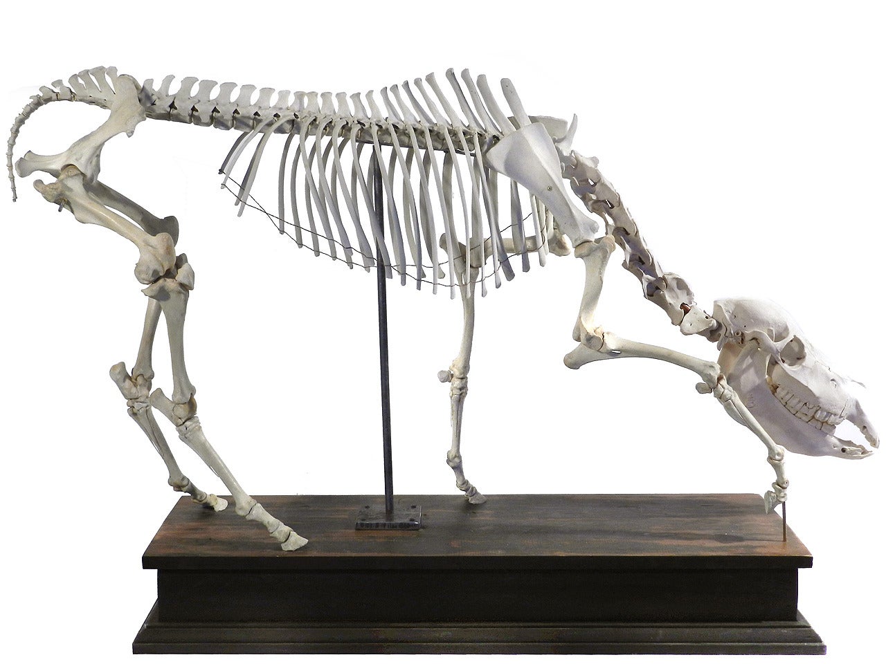 Museum Quality Real Full Skeletal Miniature Horse Display