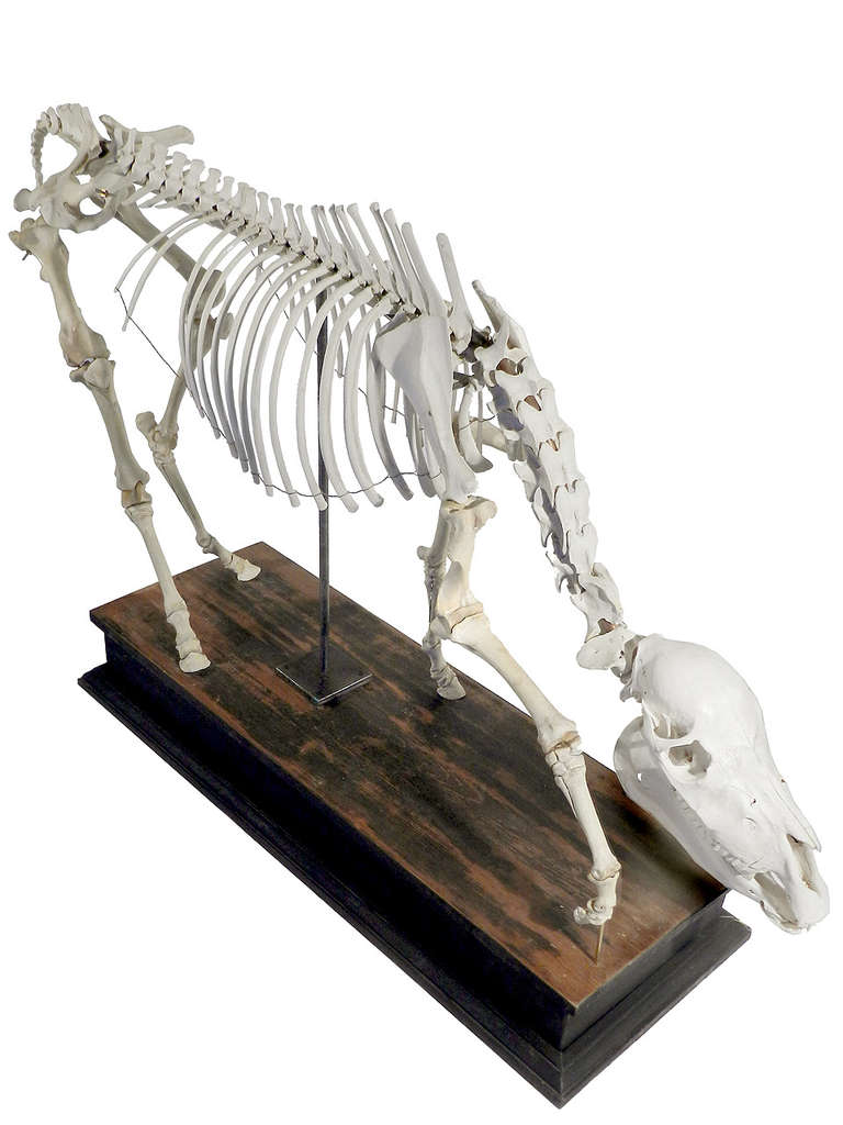 This skeletal teaching model is of a miniature horse… not a small pony. Full grown they can be the size of a large dog. The miniature horse is a breed all its own. That makes it a unique and easy scale for display. It sits on a beautiful wooden