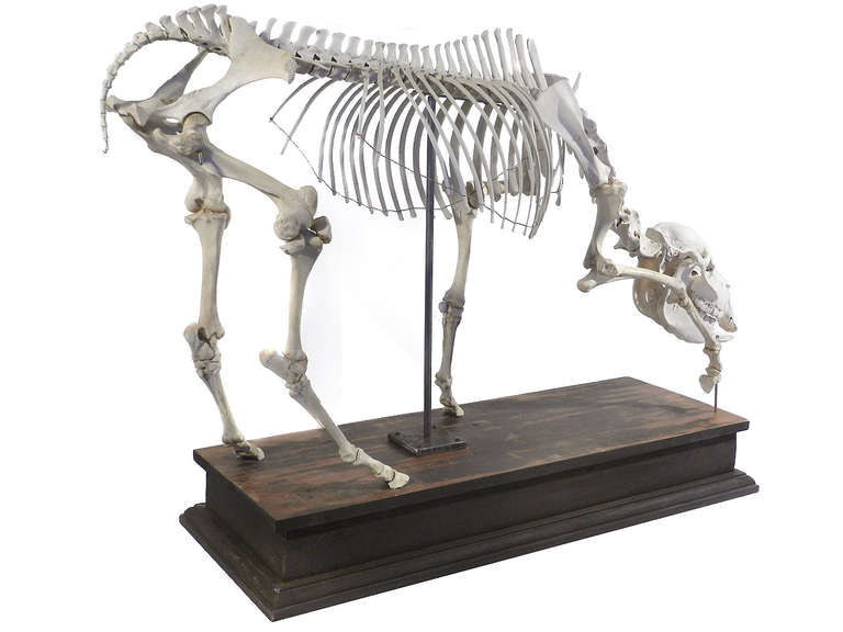 Other Museum Quality Real Full Skeletal Miniature Horse Display