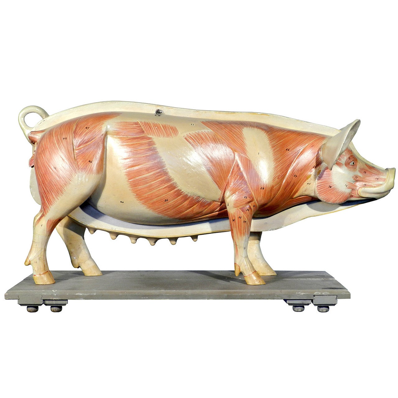 Life Size Anatomical Model of Pig, Germany