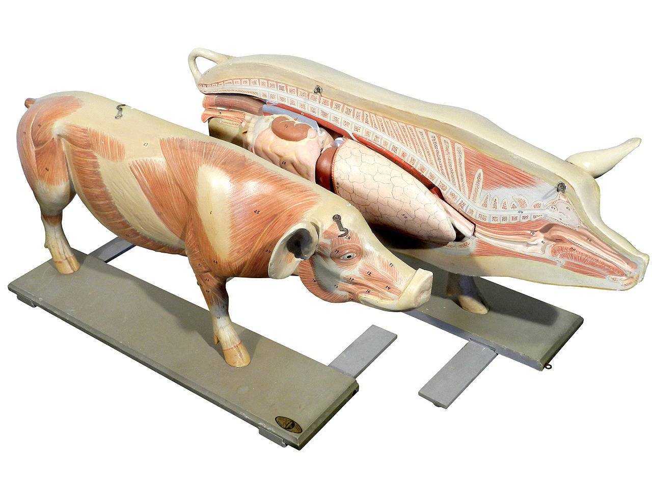 Industrial Life Size Anatomical Model of Pig, Germany