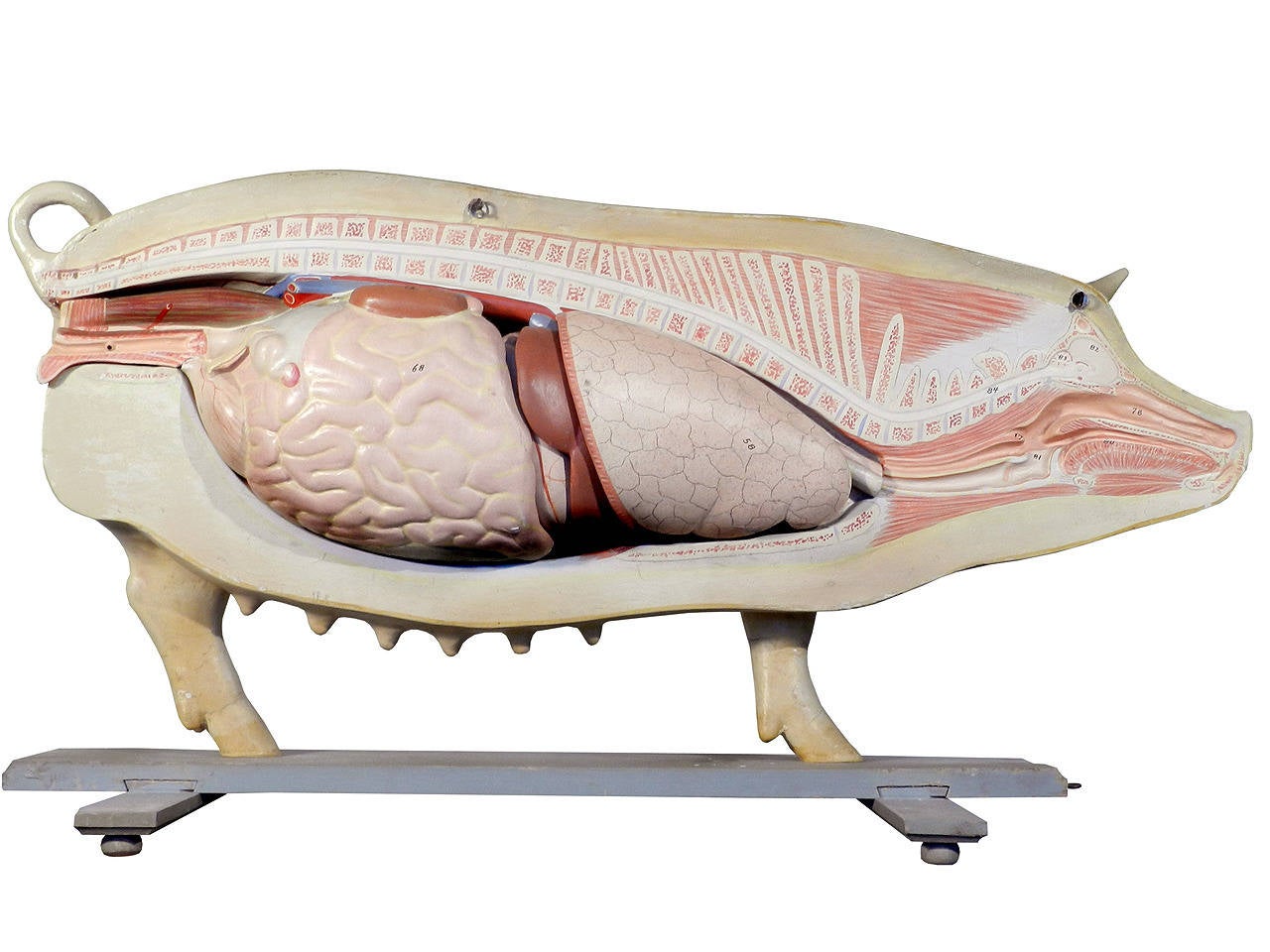 20th Century Life Size Anatomical Model of Pig, Germany