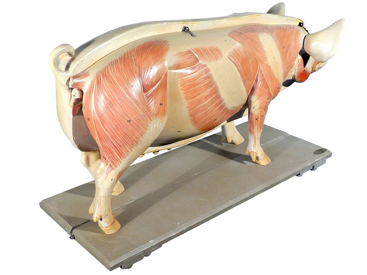 Life Size Anatomical Model of Pig, Germany 1