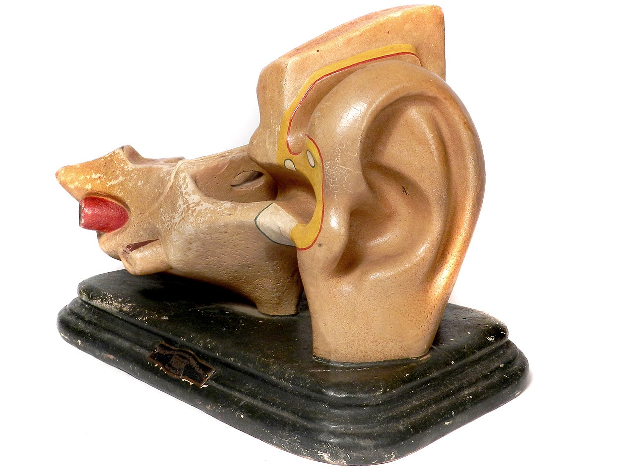 Early Anatomical Model Of The Ear