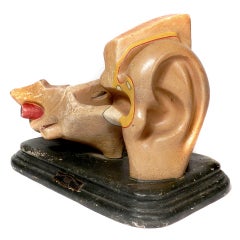 Early Anatomical Model Of The Ear
