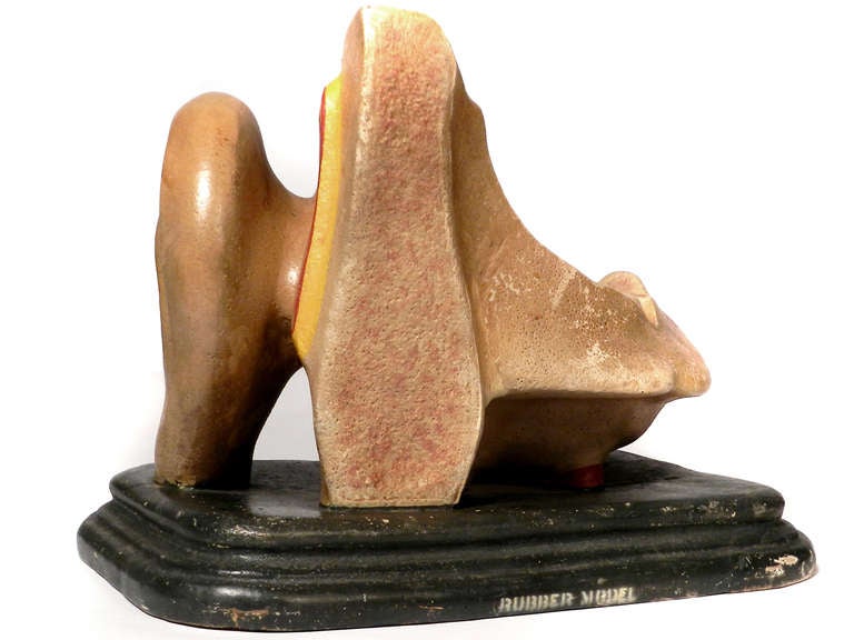 Industrial Early Anatomical Model Of The Ear