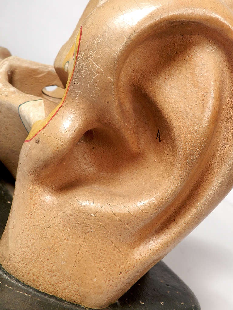 American Early Anatomical Model Of The Ear