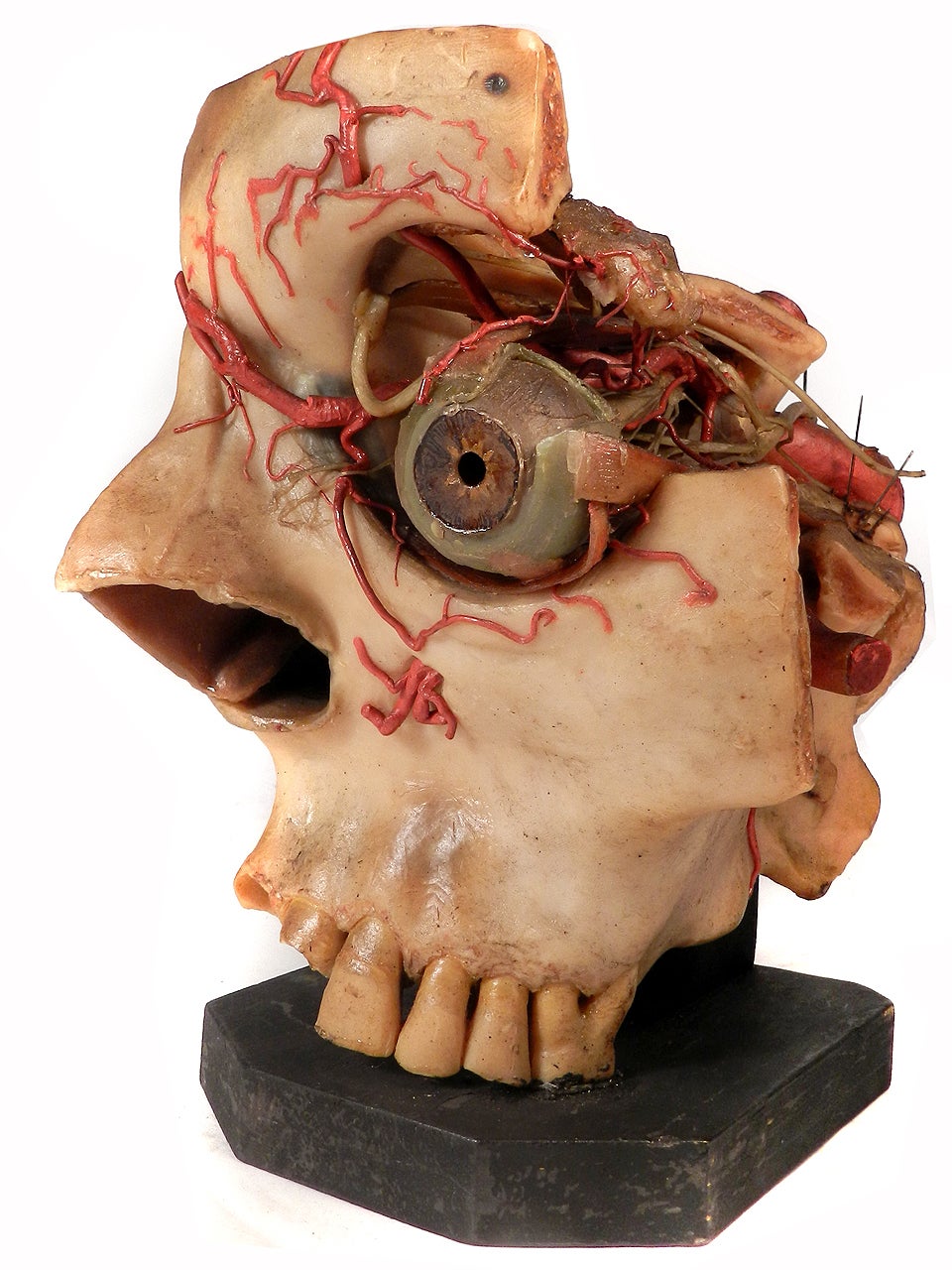 Oversized Wax Anatomical Model - 1800s