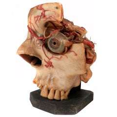 Oversized Wax Anatomical Model - 1800s