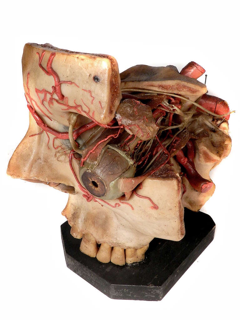 Industrial Oversized Wax Anatomical Model - 1800s