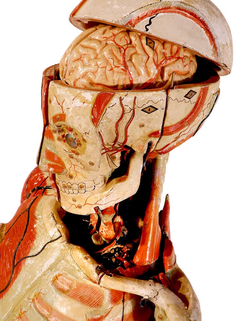 Life Size 1800s Paper Mache Anatomical Model