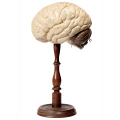 Vintage Early Articulated Model of the Brain