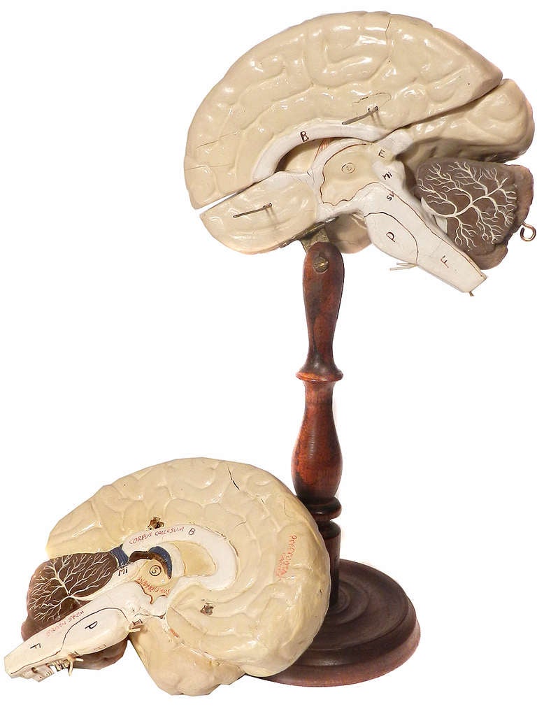 Early Articulated Model of the Brain