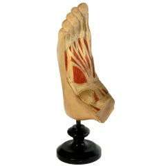 Early Anatomical Model of a Foot