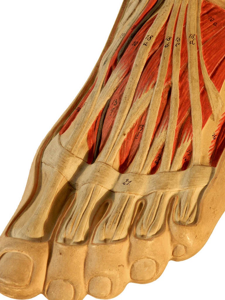 Early Anatomical Model of a Foot