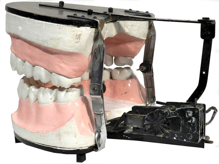 American Huge Motorized Dental Display