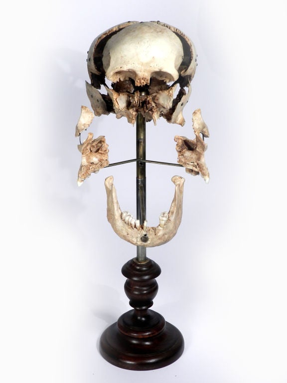 American Real Beauchene Skull - Medical school teaching display.