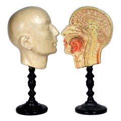 Hand-Painted Half Head Anatomical Model