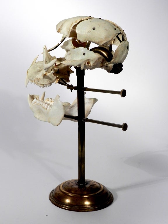 baboon skull mount