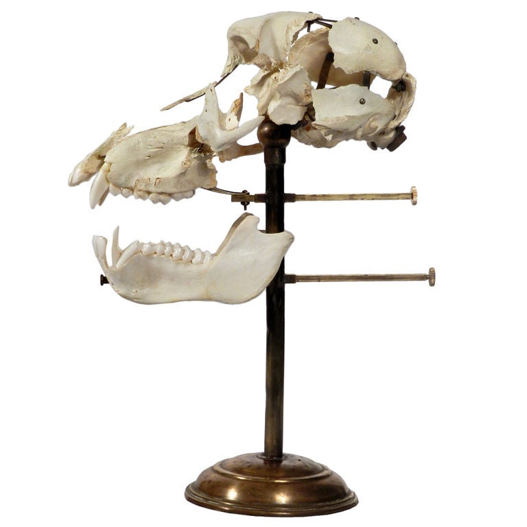 Real Beauchene Baboon Skull - Medical school teaching display.