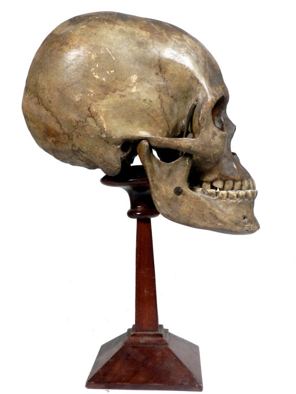 French 1800s Dr. Auzoux papier-mâché Skull