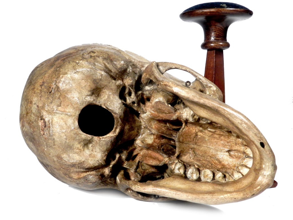 19th Century 1800s Dr. Auzoux papier-mâché Skull