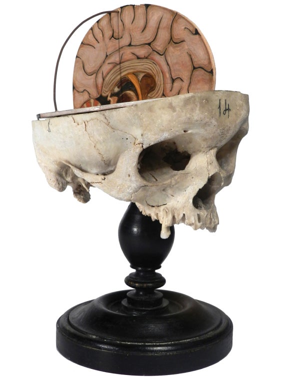English 1800s Skull with Hand Painted Brain - Teaching Aid