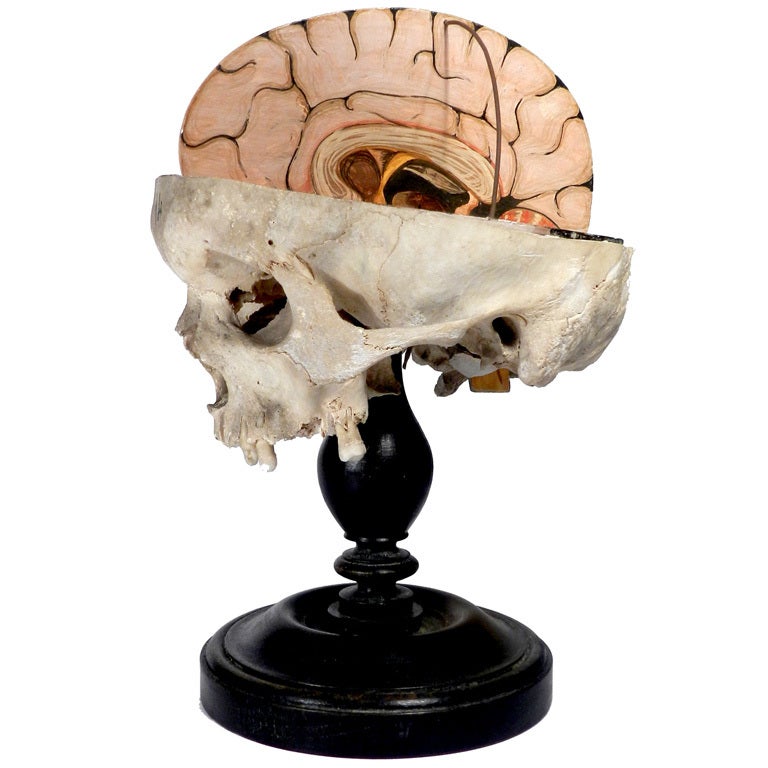 1800s Skull with Hand Painted Brain - Teaching Aid