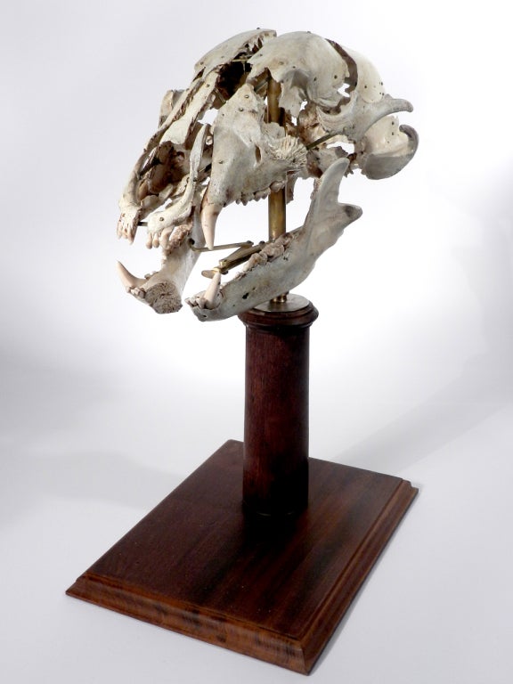 A Beauchene Skull, also known as an exploded skull, is a disarticulated skull that has been painstakingly reassembled on a stand with jointed, movable supports that allows for the moving and studying of the skull as a whole or each piece