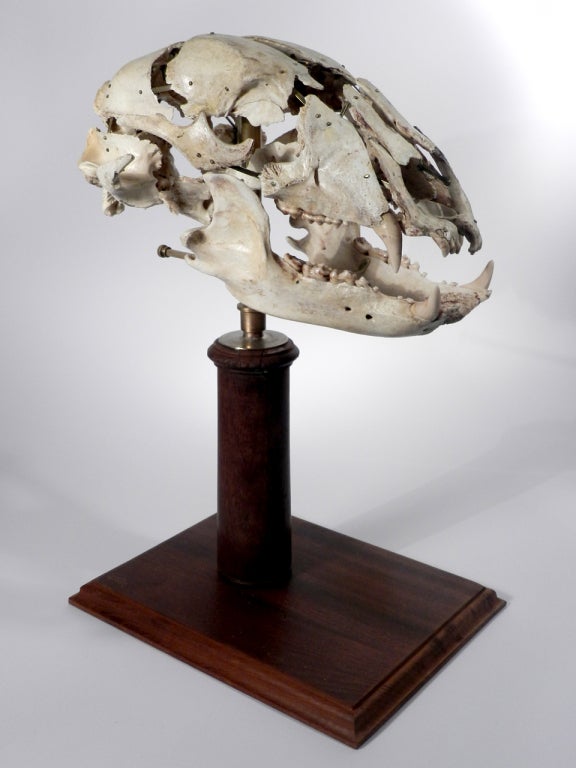 exploded skull taxidermy