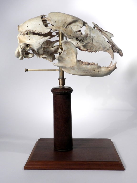 bear skull display