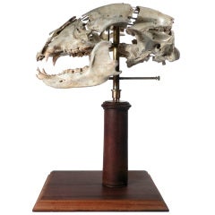 Vintage Real Beauchene Bear Skull - Medical school teaching display.