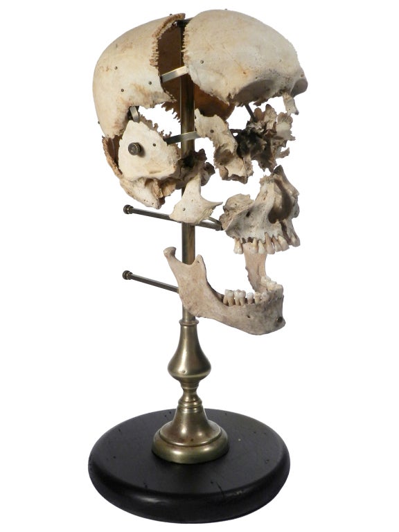 beauchene skull for sale