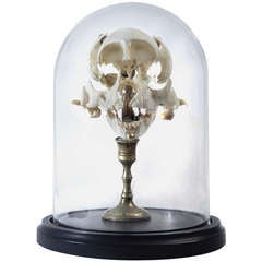 Real Beauchene Monkey Skull