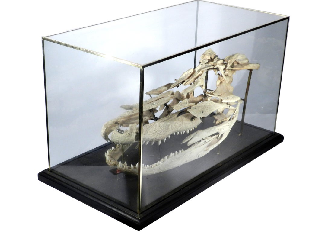 American Real Beauchene Alligator Skull - School teaching display.