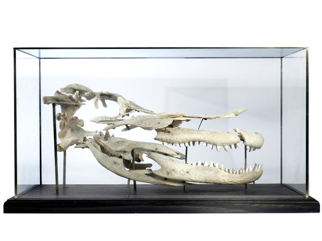 Real Beauchene Alligator Skull - School teaching display. In Excellent Condition In Peekskill, NY