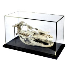 Real Beauchene Alligator Skull - School teaching display.
