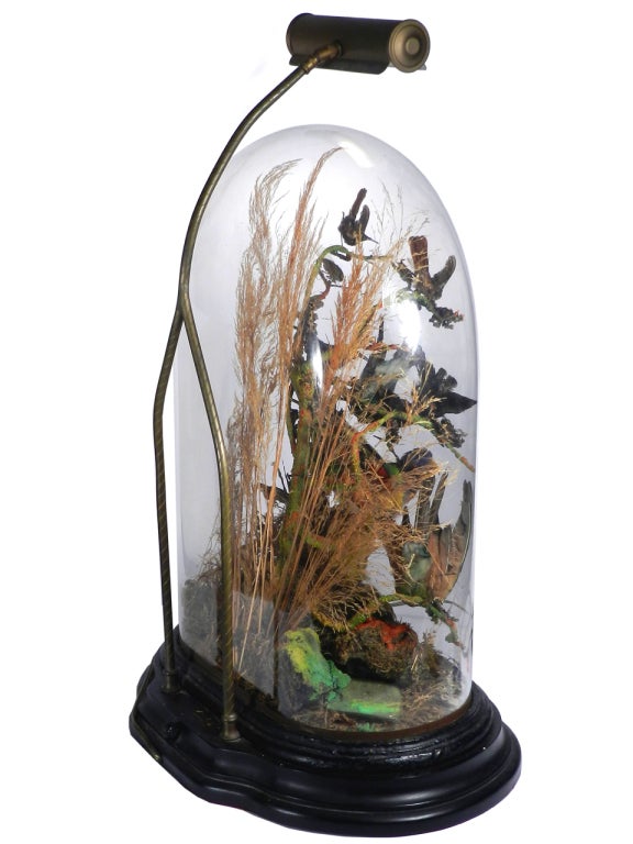 Wood Large Glass Dome of Victorian Exotics with Lamp